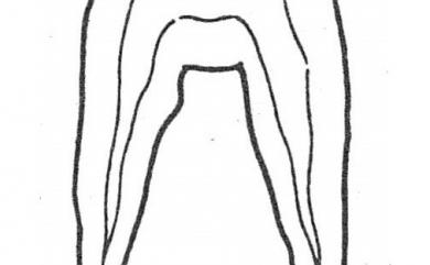 Anuretes branchialis Rangnekar, 1953