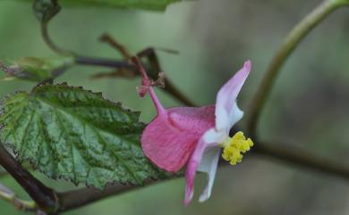 Begonia × buimontana Yamam. 武威山秋海棠