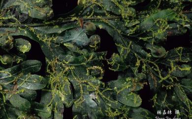 Cololejeunea haskarliana (Lehm.) Schiffn. 哈斯卡疣鱗蘚