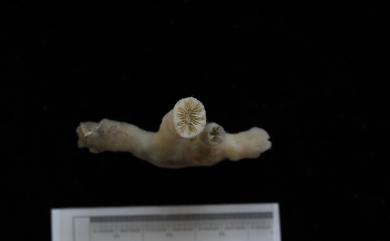 Eguchipsammia fistula (Alcock, 1902) 枝管江口沙珊瑚