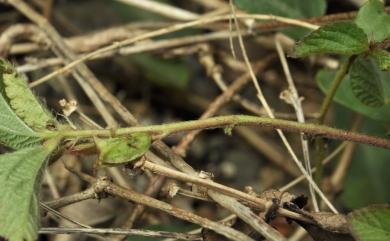 Corchorus aestuans var. brevicaulis 短莖繩黃麻