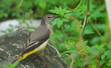 Motacilla cinerea cinerea TunStall, 1771 灰鶺鴒