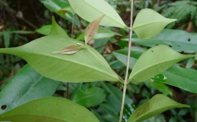 Decaspermum gracilentum (Hance) Merr. & L.M.Perry 十子木