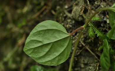 Pouzolzia taiwaniana 臺灣霧水葛