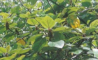 Ficus esquiroliana 黃毛榕