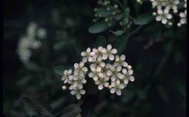 Pyracantha koidzumii 臺灣火刺木