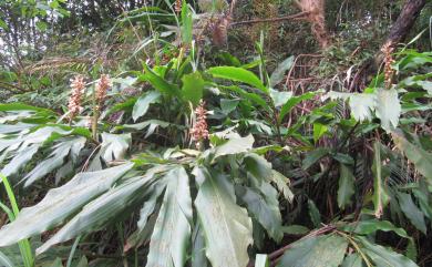 Alpinia × kusshakuensis Hayata 屈尺月桃