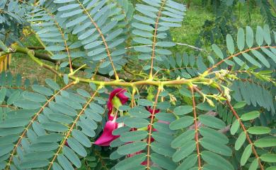 Sesbania grandiflora (L.) Poir. 大花田菁