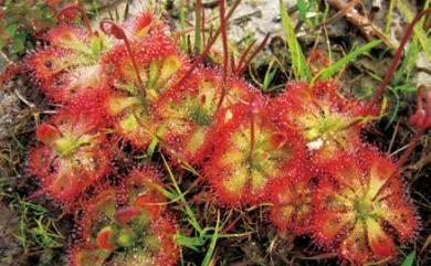 Drosera burmannii 金錢草