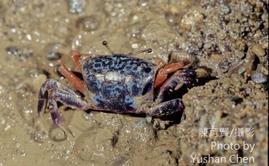 Gelasimus tetragonon (Herbst, 1790) 四角招潮蟹