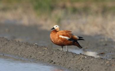 Tadorna ferruginea (Pallas, 1764) 瀆鳧