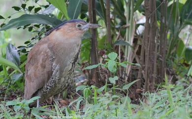 Gorsachius melanolophus (Raffles, 1822) 黑冠麻鷺