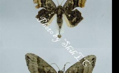 Monobolodes pernigrata (Warren, 1896) 圓翅寬帶雙尾蛾