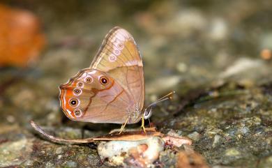 Lethe insana formosana Fruhstorfer, 1908 深山黛眼蝶