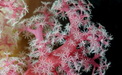 Dendronephthya purpurea Henderson, 1909 紫紅棘穗軟珊瑚