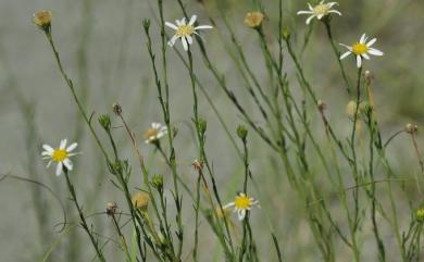 Aster altaicus Willd. 臺東鐵桿蒿