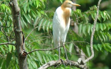 Bubulcus ibis coromandus (Boddaert, 1783) 黃頭鷺