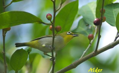 Zosterops japonicus Temminck & Schlegel, 1847 日菲繡眼