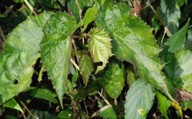 Begonia buimontana 武威山秋海棠