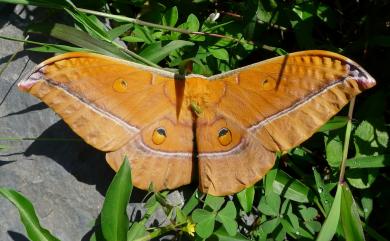 Antheraea formosana Sonan, 1937 紅目天蠶蛾