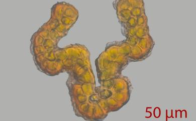 Coscinodon cribosus (Hedw.) Spruce, 1849 小孔篩齒苔