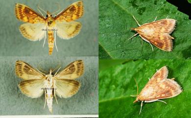 Ostrinina furnacalis (Guenée, 1854) 亞洲玉米螟蛾