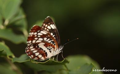 Neptis pryeri jucundita Fruhstorfer, 1908 黑星環蛺蝶