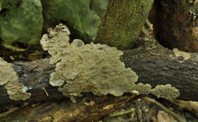 Auricularia mesenterica (Dicks.) Pers. 氈蓋木耳