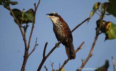 Pomatorhinus musicus Swinhoe, 1859 小彎嘴