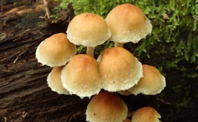 Hypholoma fasciculare 簇生垂幕菇