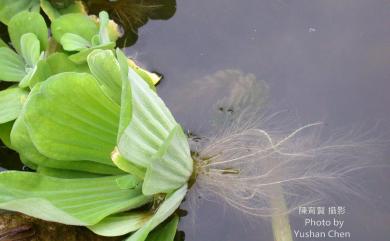 Pistia stratiotes L. 大萍