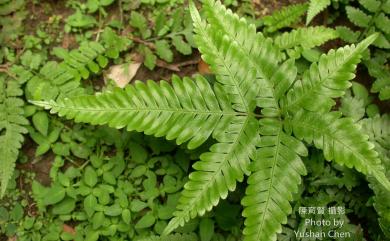 Pteris fauriei Hieron. 傅氏鳳尾蕨