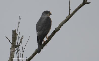 Accipiter soloensis (Horsfield, 1821) 赤腹鷹