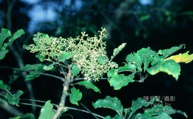 Heptapleurum heptaphyllum (L.) Y.F.Deng 鵝掌柴