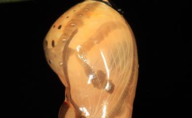Euploea core amymone 幻紫斑蝶