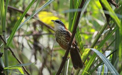 Pomatorhinus musicus Swinhoe, 1859 小彎嘴