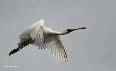 Platalea minor Temminck & Schlegel, 1849 黑面琵鷺