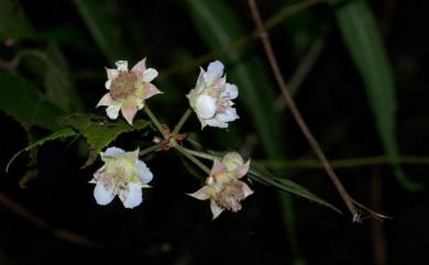 Rubus kawakamii 桑葉懸鉤子