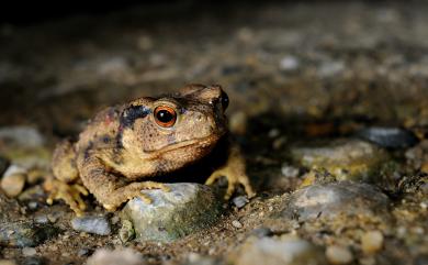 Bufo bankorensis Barbour, 1908 盤古蟾蜍