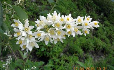 Deutzia pulchra S.Vidal 大葉溲疏