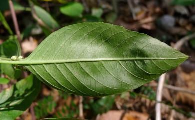 Deeringia polysperma (Roxb.) Moq. 多子漿果莧