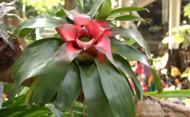 Neoregelia eleutheropetala (Ule) L.B. Sm. 五彩鳳梨