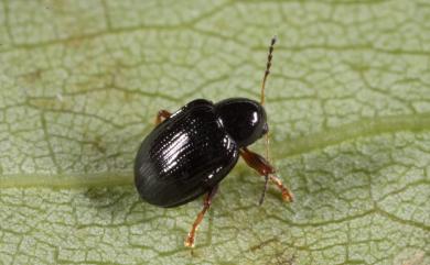 Cleoporus costatus Chujo, 1956 脈翅姬猿金花蟲