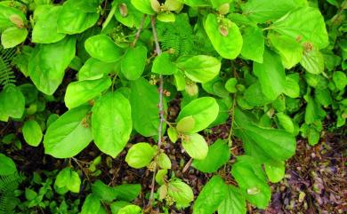 Cordia dichotoma G.Forst. 破布子