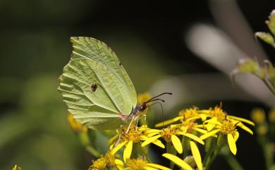 Gonepteryx taiwana Paravicini, 1913 臺灣鉤粉蝶