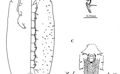 Rhachisphora oblongata Ko, 1998 狹長脊粉蝨