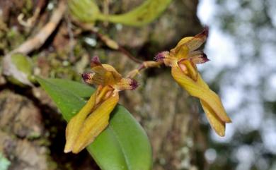 Bulbophyllum omerandrum Hayata 毛葯捲瓣蘭