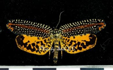 Cerace xanthocosma Diakonoff, 1950 大麗捲葉蛾