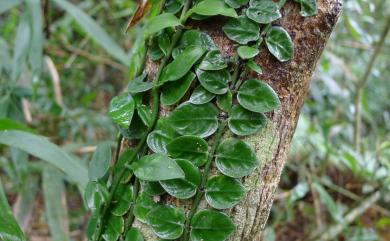 Psychotria serpens 拎壁龍