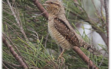 Jynx torquilla chinensis Hesse, 1911 地啄木